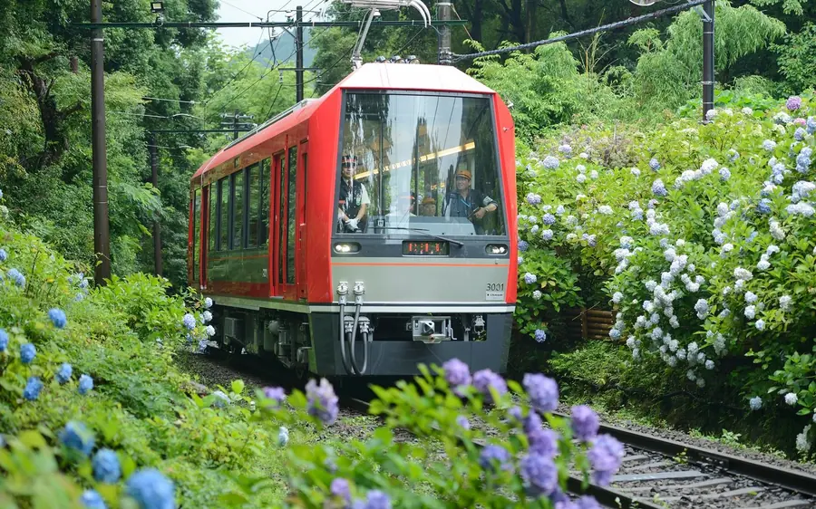 A red Hakone Tozan train running through hydrangeas